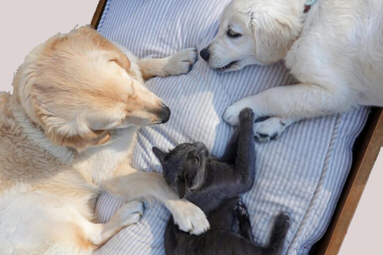 Finding the Perfect Companion: Choosing the Right Pet for Your Lifestyle in Pakistan